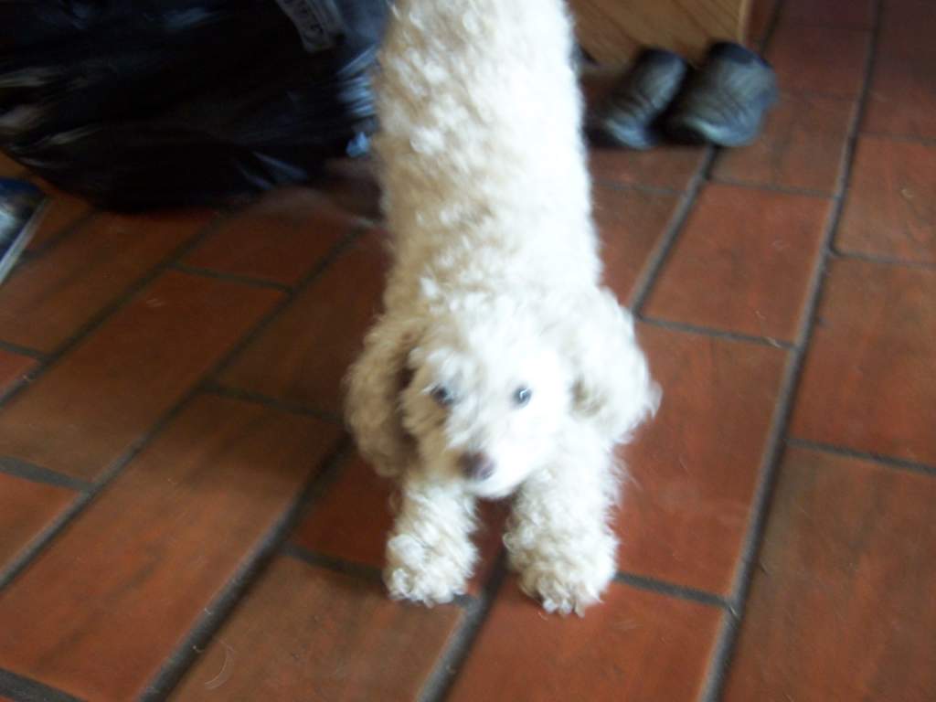 Possum the minature poodle