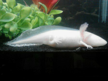 pretty lil ones. he/she will get healthier living with me as a momma. I love Axolotl.