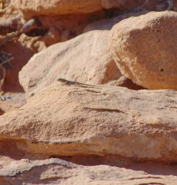 Pristurus rupestris guweirensis. The sub-species found in Wadi Rum. Very small beautiful species of gecko