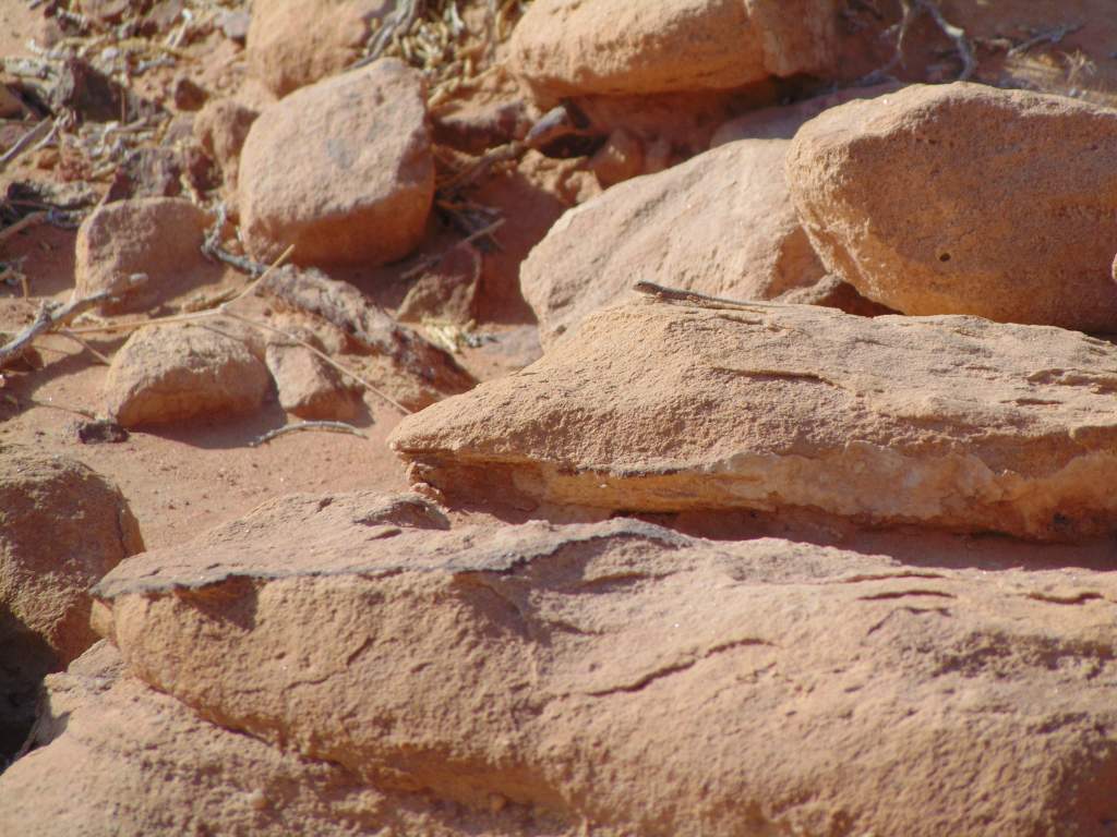 Pristurus rupestris ssp.  guweirensis. Unzoomed photo. Seen in Wadi Rum