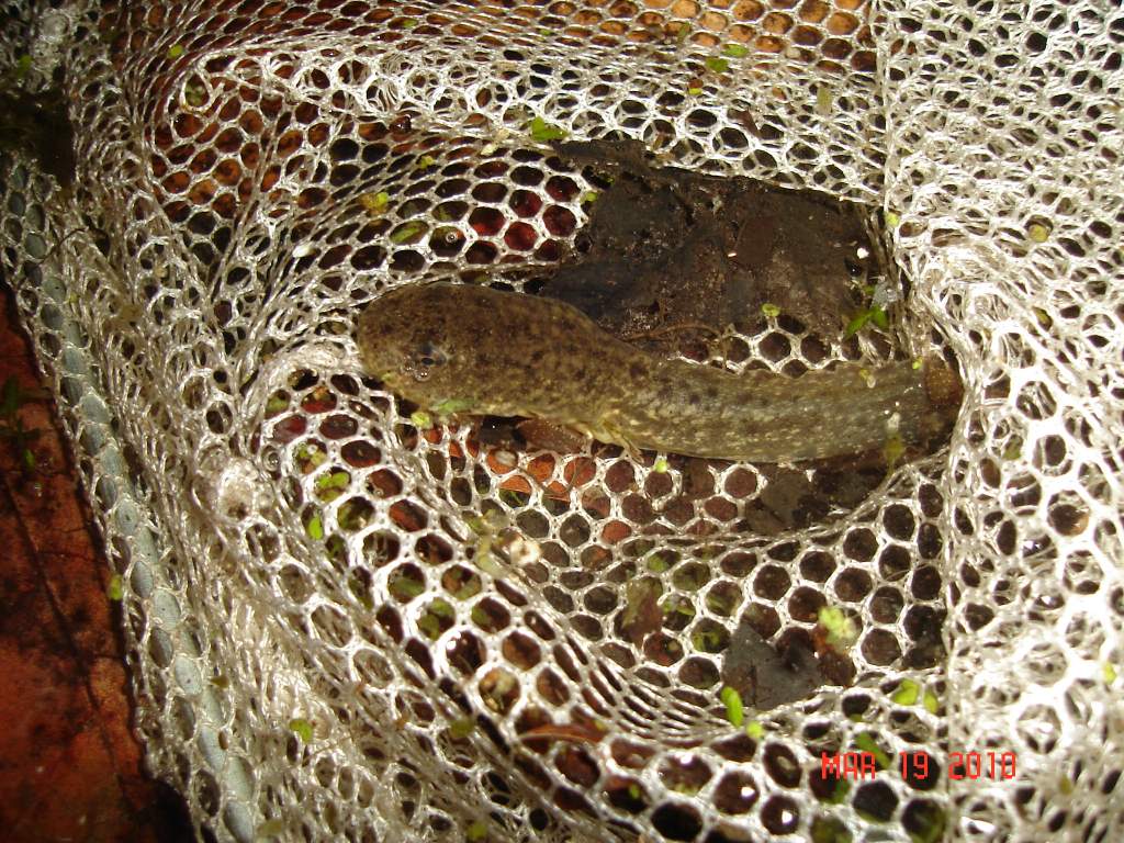 Probably Bullfrog tadpole, I found him in lake adjacent to vernal pond