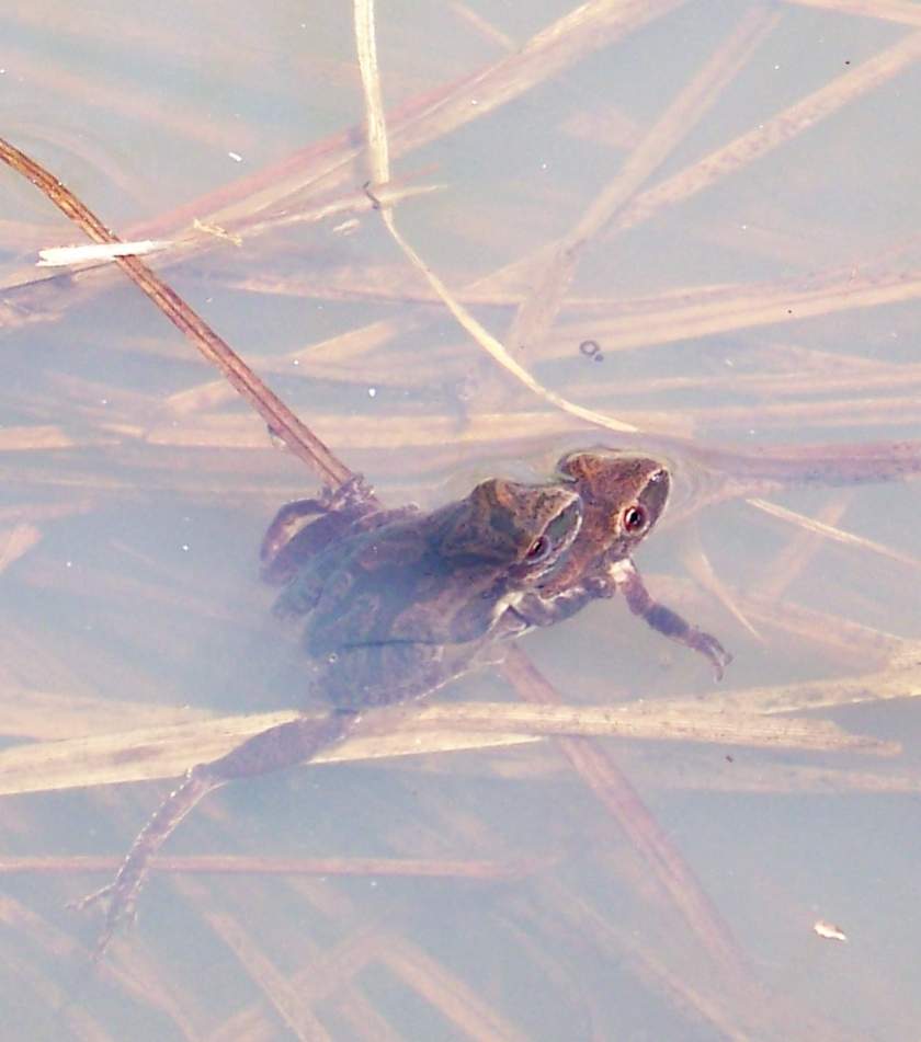 Pseudacris crucifera - Breeding pair