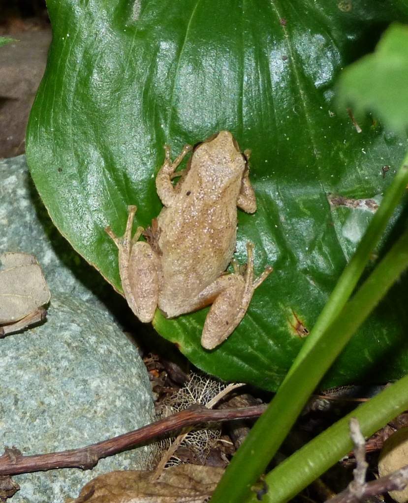 Pseudacris crucifera