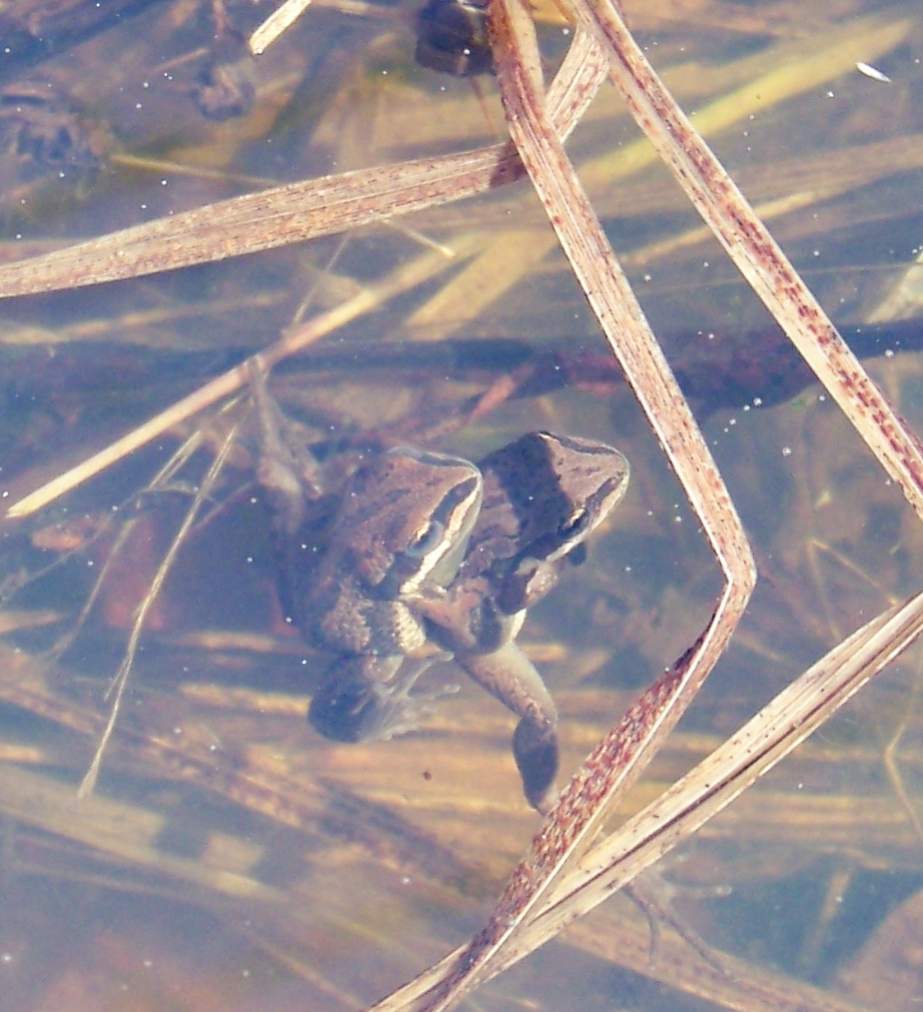 Pseudacris maculata - Breeding pair