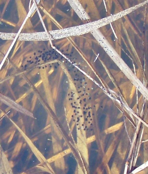 Pseudacris maculata - egg mass