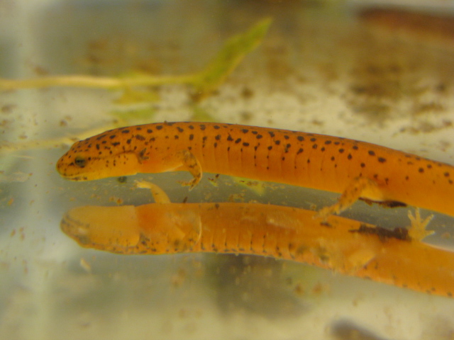 Pseudotriton ruber larvae