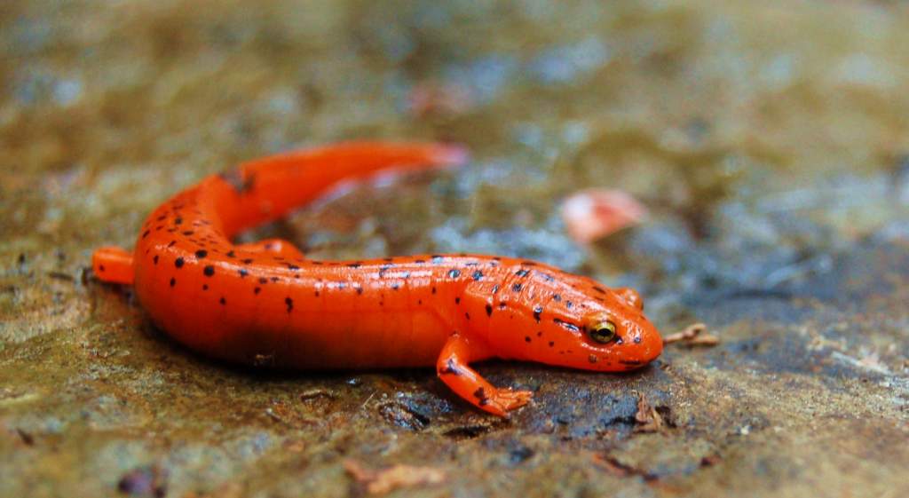 Pseudotriton ruber nitidus