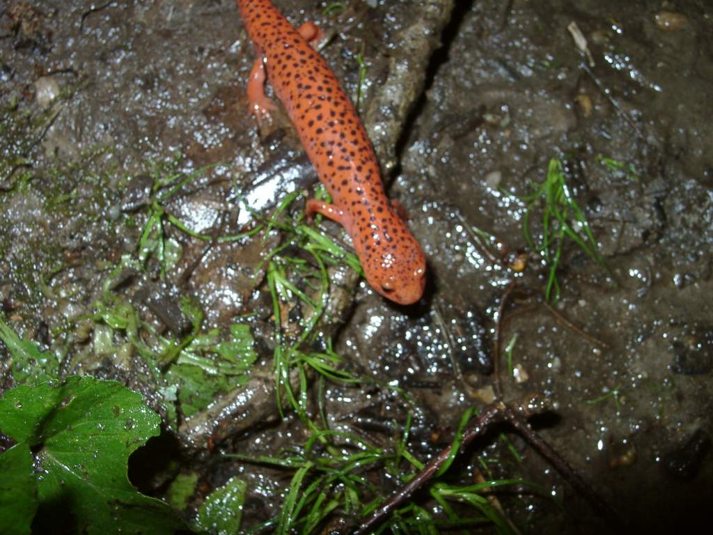 Pseudotriton ruber nitidus