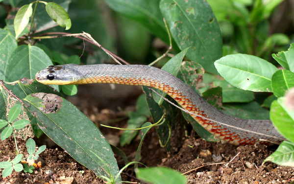 Pseustes poecilonotus - Bird Eating Snake