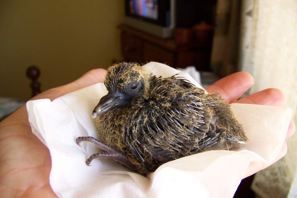 pudding at 2 weeks. Spotted turtle dove