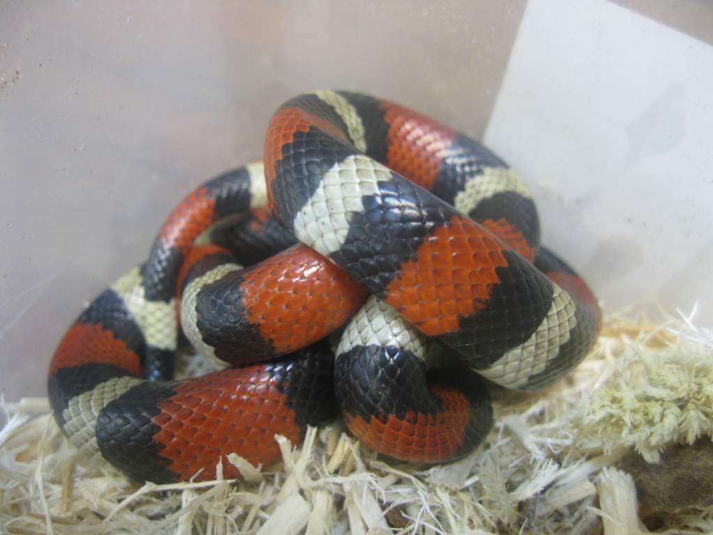 Pueblan milk snake.