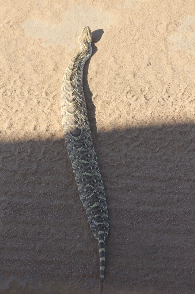 Puff adder