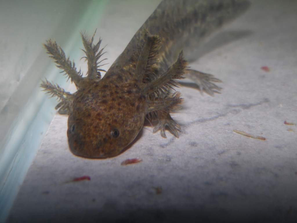 Punzel is gonna be a beautiful adult. The colours on his/her gills are starting to come through and there's a gorgeous silver blue fleck on each gill