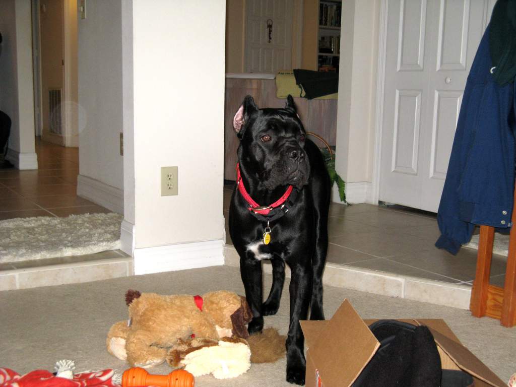 Puppybutt is overwhelmed by all of her presents.