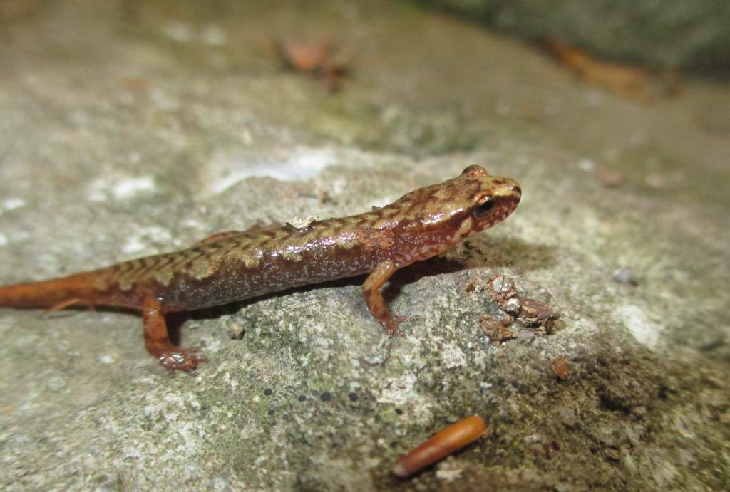 pygmy salamander (Desmognathus wrighti)