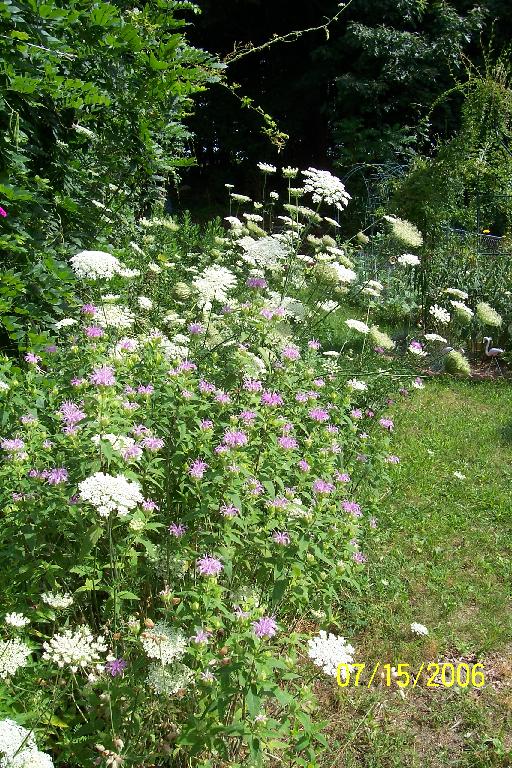 Queen Anne's Lace and wild Bergamot