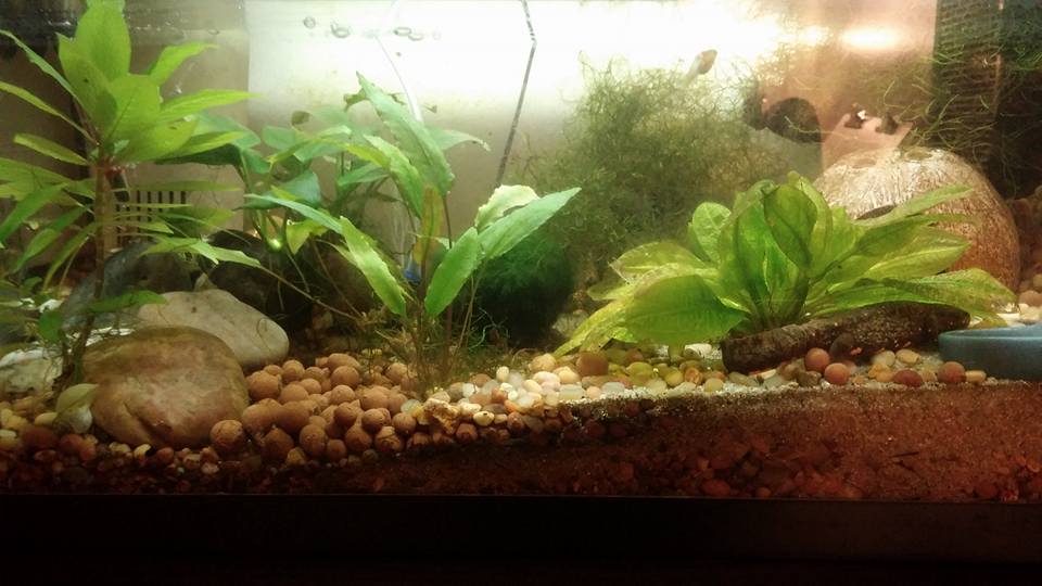 Radical's old aquascape.