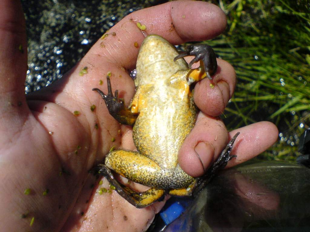 Rana lutiventris - threatened species in Utah, summer 2007. One of the target protected species I worked with when doing summer field work with Utah D