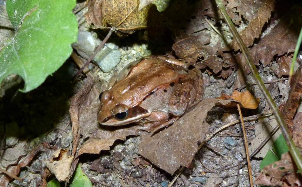 Rana sylvatica - male