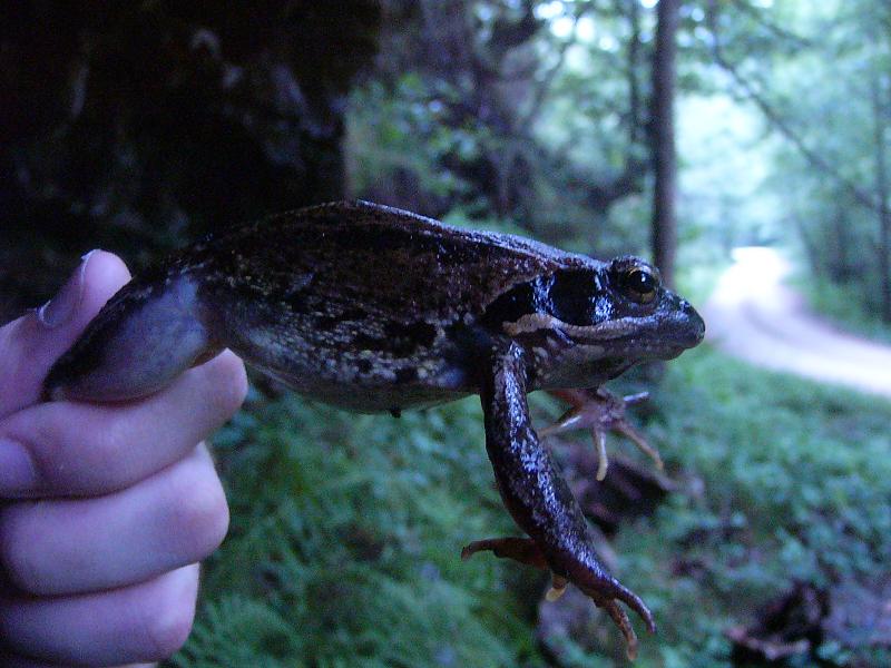 Rana temporaria