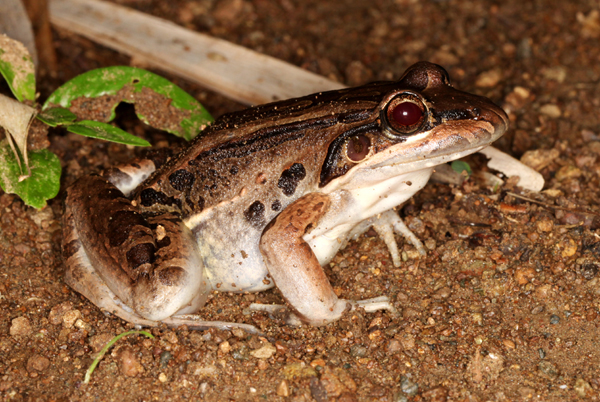 Rana vaillanti  - Vaillant's frog