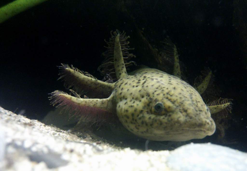 Rasputin peering out of his hide