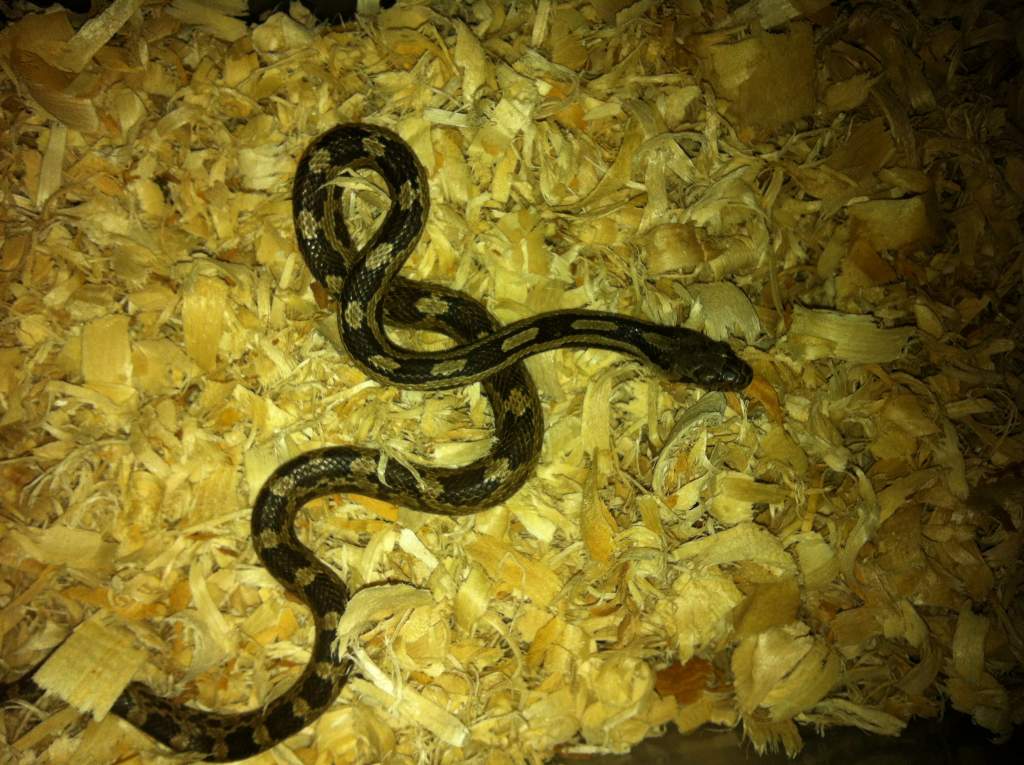 rat snake