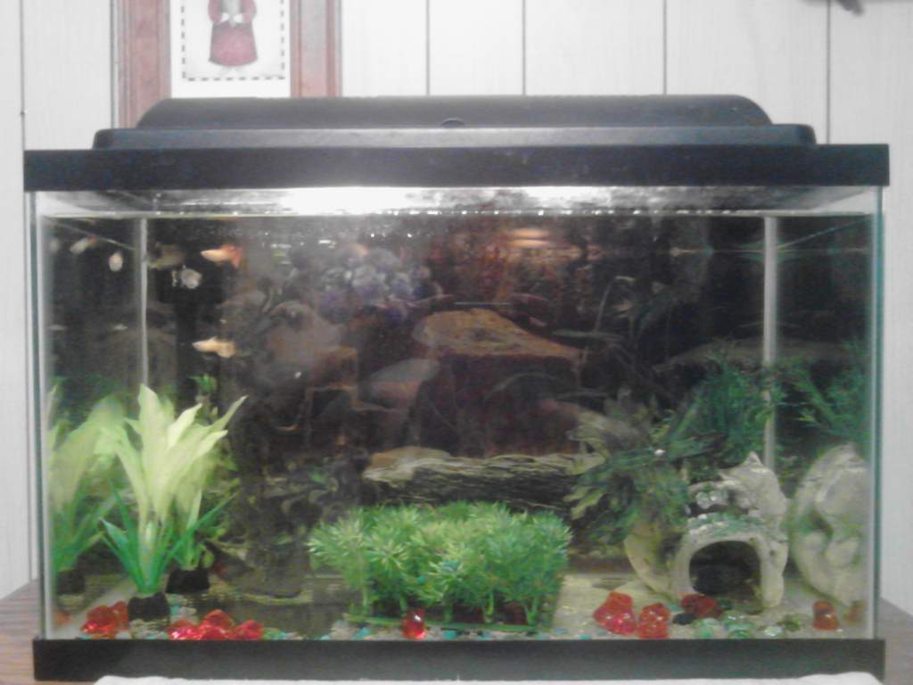 Guppy hotsell breeding tank