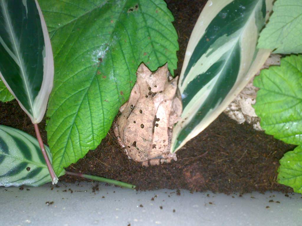 recent additions, Megophrys nasuta. I've always wanted to keep this species.