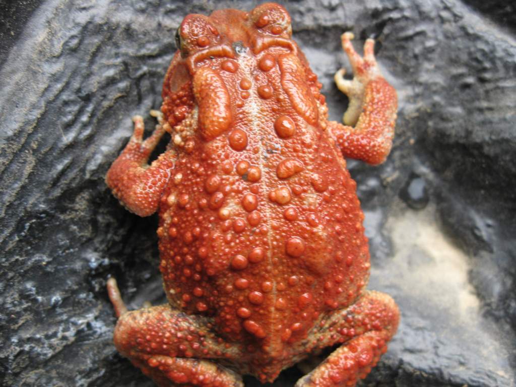 Red American toad.