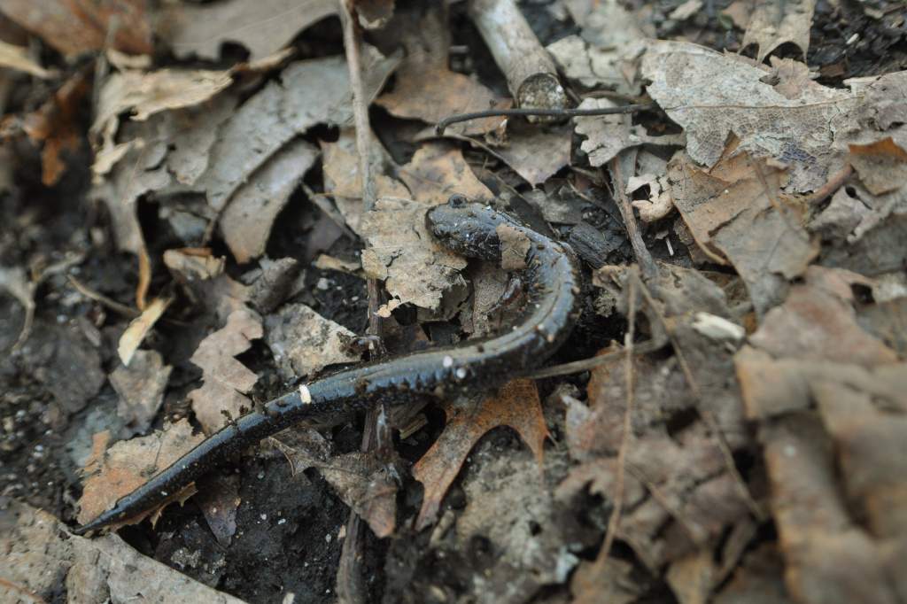 Red Back Salamander: Lead Back Phase.