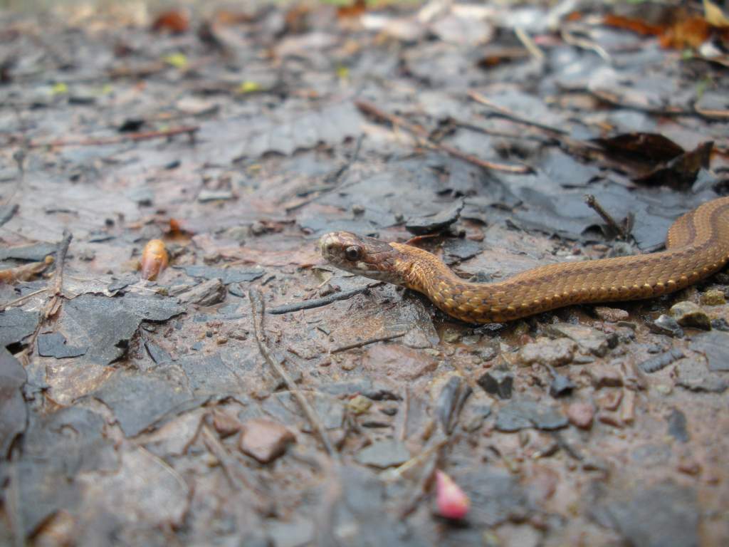 Red-bellied snake, Storeria occipitomaculata.