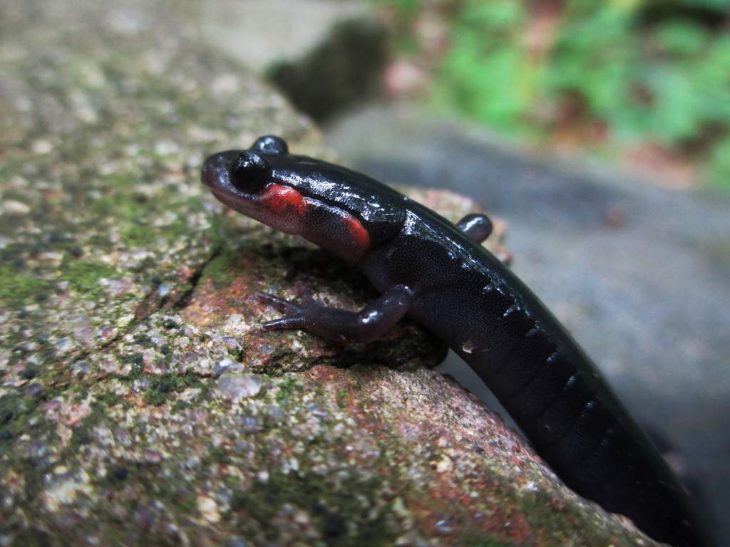 red-cheeked salamander (Plethodon jordani)