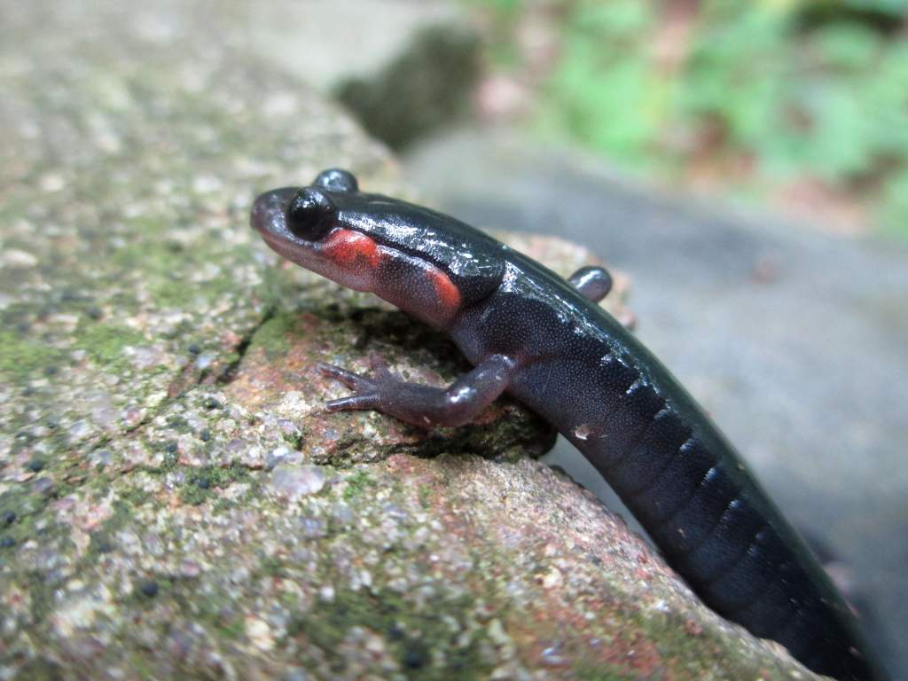 red-cheeked salamander (Plethodon jordani)