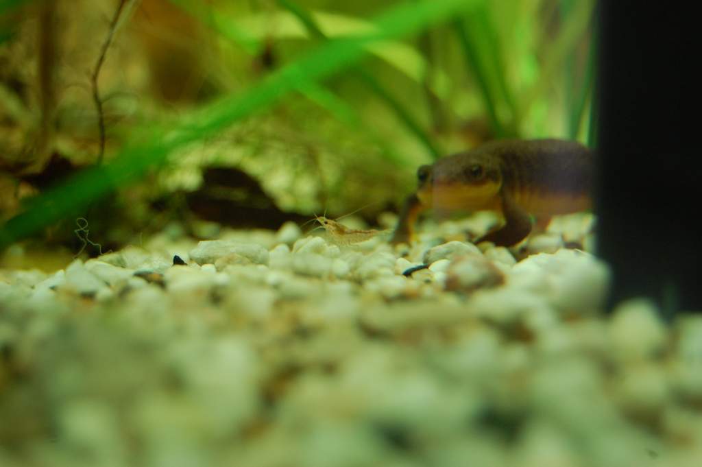 Red Cherry Shrimp