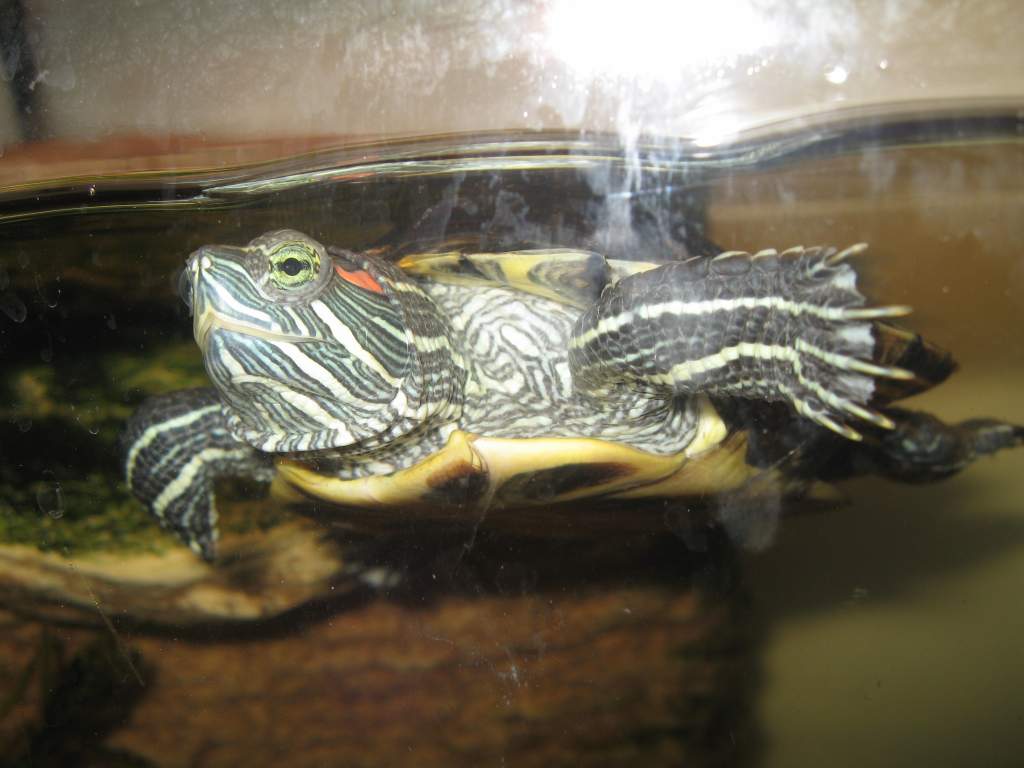 Red ear slider (~1 1/2 yr old)