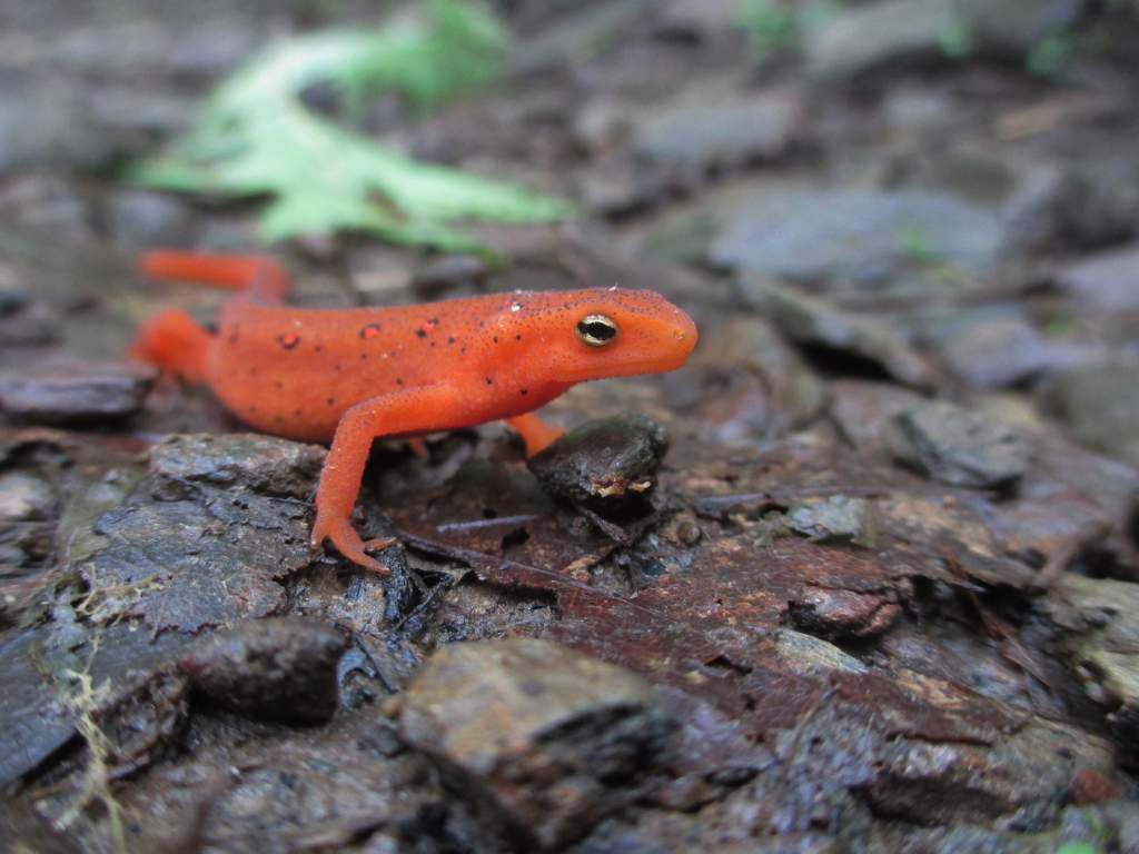 red eft (Notophthalmus viridescens viridescens)