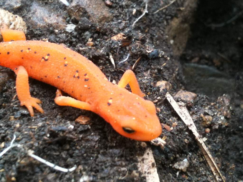 Red Eft with yellow spots!