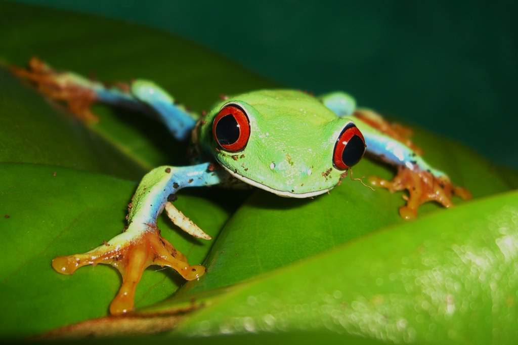 red eyed tree frog