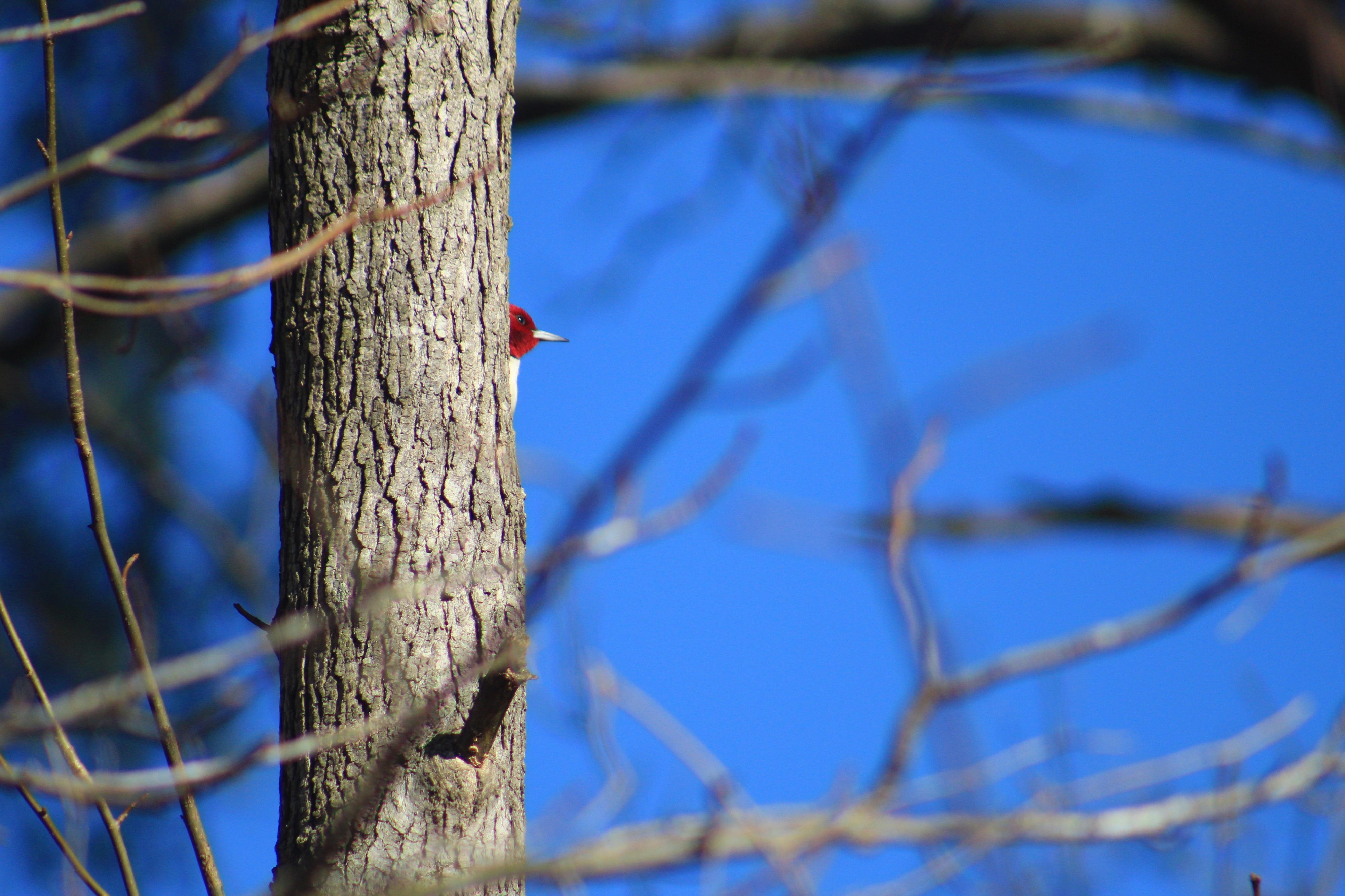 Red-headed woodpecker