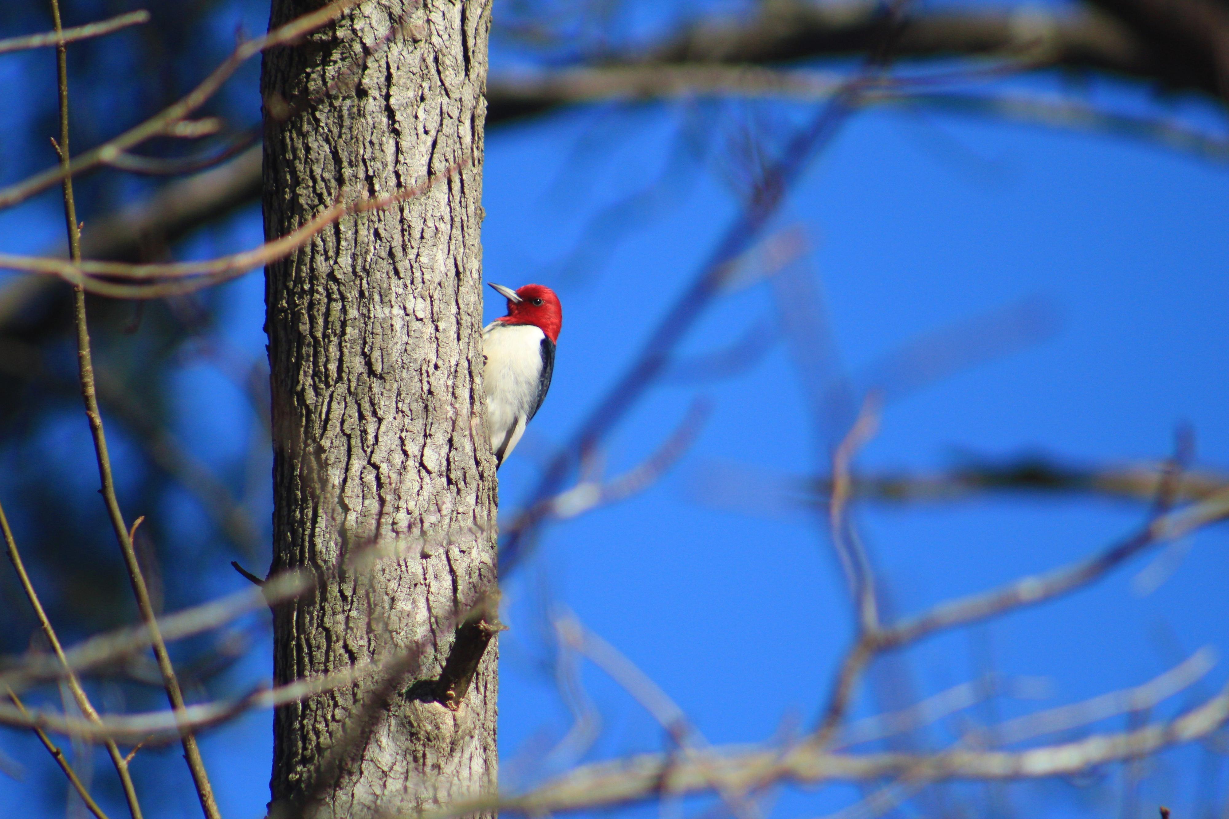 Red-headed woodpecker