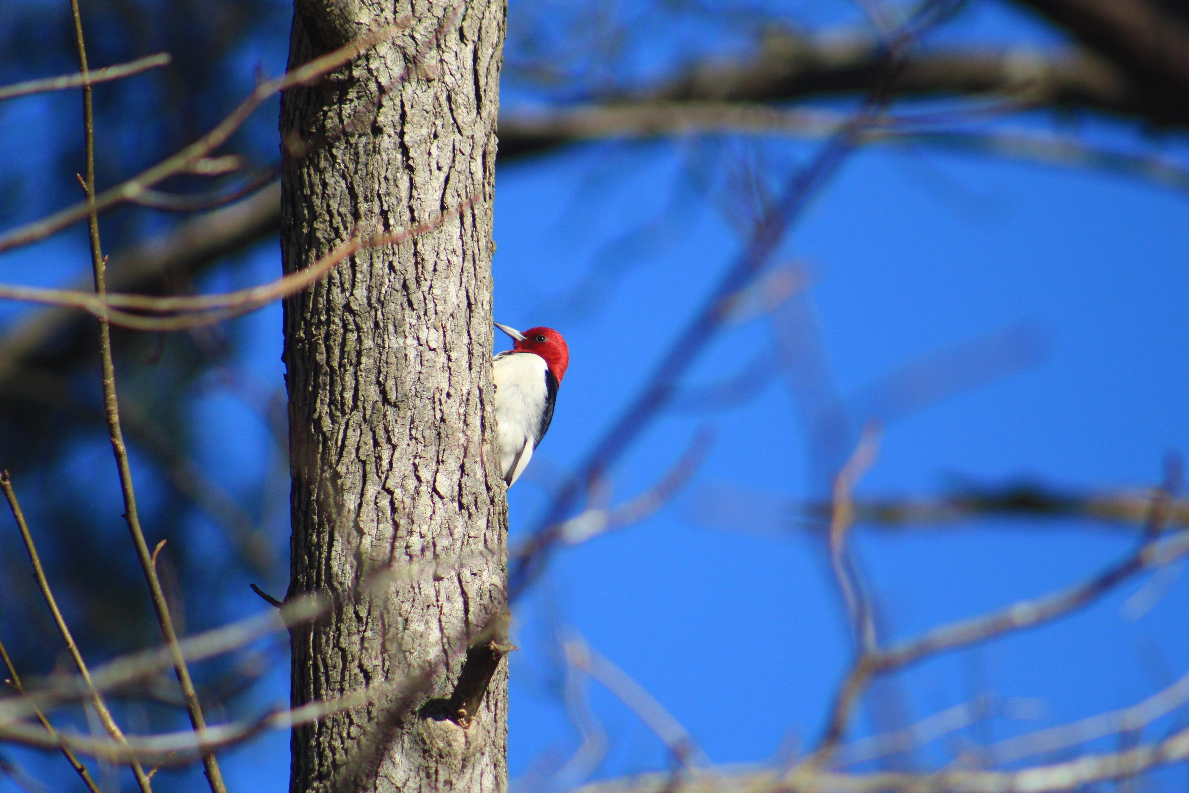 Red-headed woodpecker