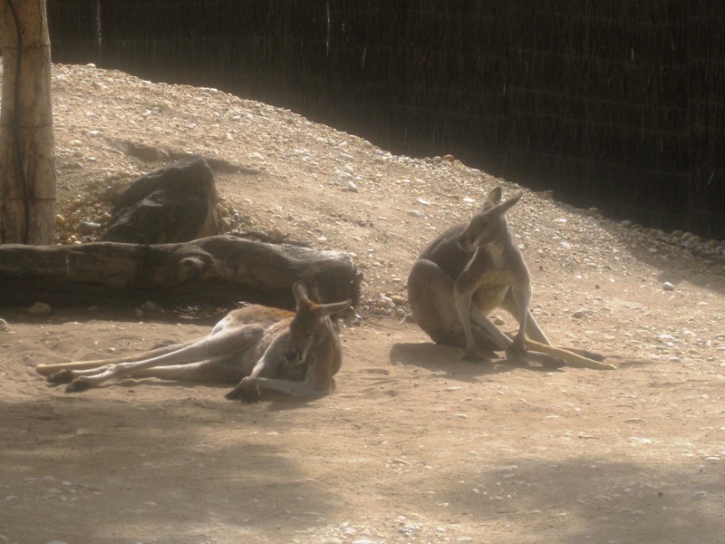 Red Kangaroos, just lounging around.