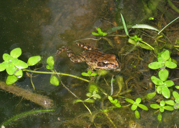 red legged frog