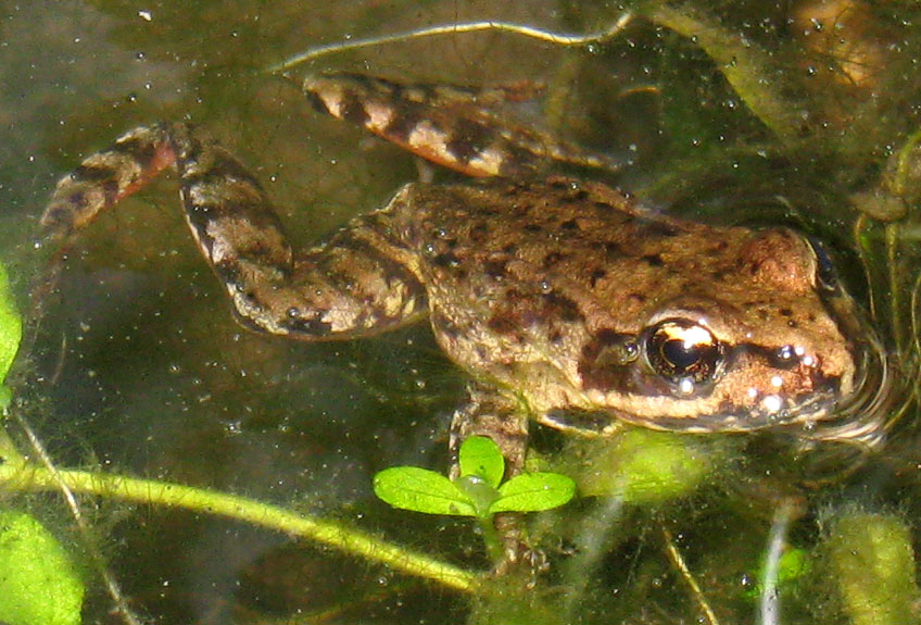 red legged frog