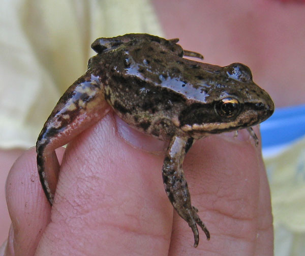 red legged frog