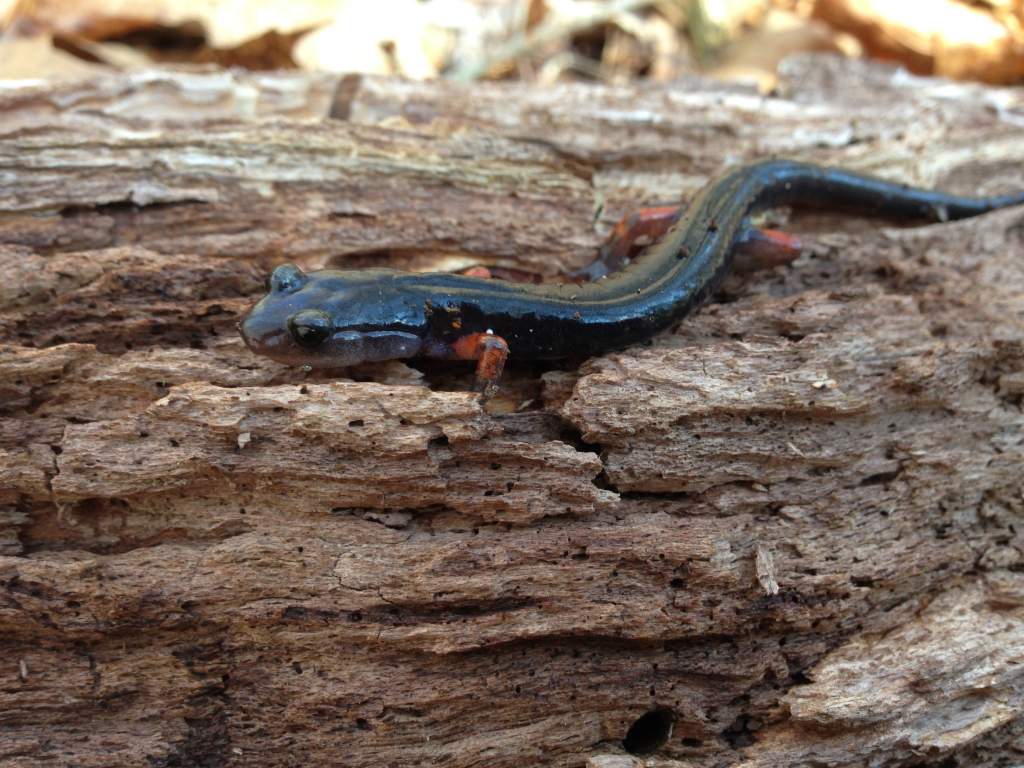 Red-legged salamander (Plethodon shermani)