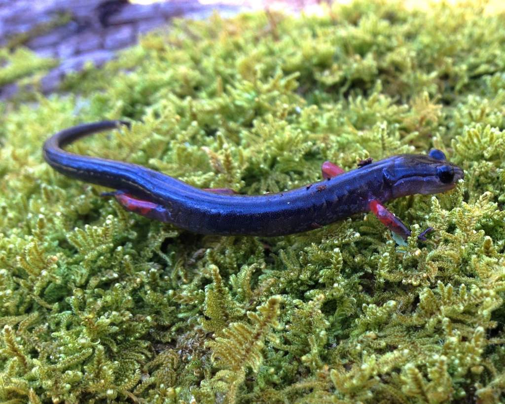 Red-legged salamander (Plethodon shermani)