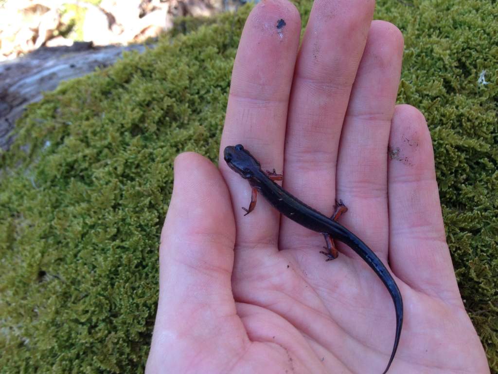 Red-legged salamander (Plethodon shermani)