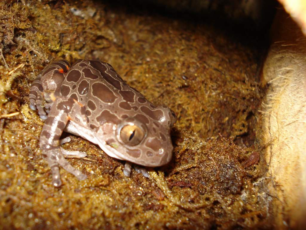 Red legged walking frog